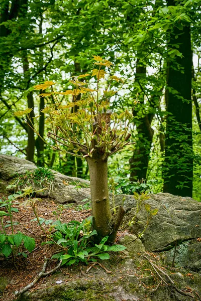 Ein Junger Baum Wald Mit Neuen Ablegern Als Zeichen Des — Stockfoto