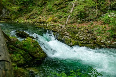 Slovenya, Triglav Ulusal Parkı Vintgar gorge şelale. Güzel doğa ve orman saf taze su. Şelalenin yakınındaki turistik yolları