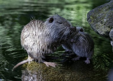 Dişi bir coypu ya da miyocaster coypus. Yavrusuna bakıyor. Sudaki bir kayanın üzerinde oturuyor..