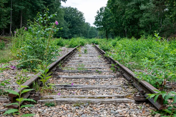 一条长满树木的旧铁路线在荒无人烟的中央以绿色结束 — 图库照片