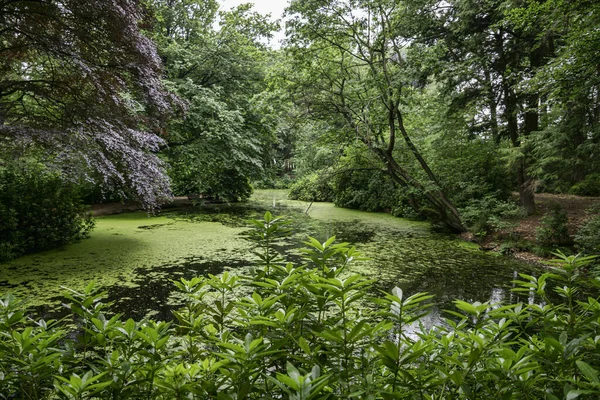 Красивый Парк Влокапле Нидерландах Многими Зелеными Деревьями Кустарников Прудов Утками — стоковое фото