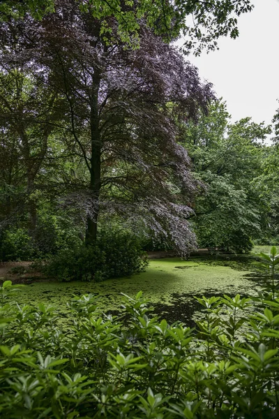 Ein Schöner Park Vlodrop Den Niederlanden Mit Vielen Grünen Bäumen — Stockfoto
