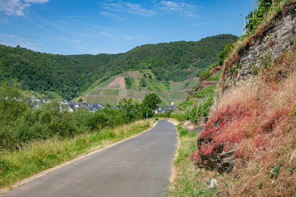 Cycle Path Moselle Germany Town Bremm Rocks Right Wine Grapes — Stock Photo, Image