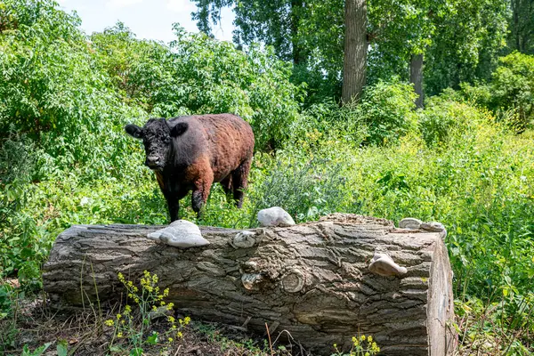 Big Brown Galloway Cow Walking Camera Green Landscape — Stock Photo, Image