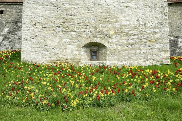 Kwitnące Tulipany Kolorze Czerwonym Żółtym Wieży Berching Historyczne Miasto Pełni — Zdjęcie stockowe