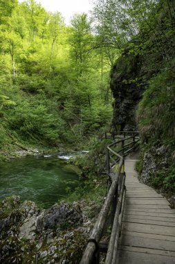 Slovenya 'daki Vintgar Vadisi Şelalesi, Triglav Ulusal Parkı. Güzel doğa ve ormanda saf yeşil su. Şelale yakınlarındaki turistik yollar