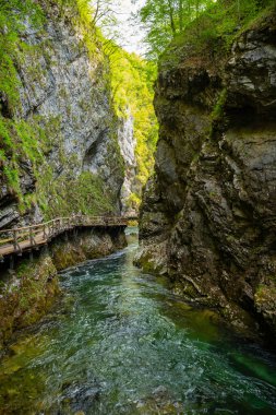 Slovenya 'daki Vintgar Vadisi Şelalesi, Triglav Ulusal Parkı. Güzel doğa ve ormanda saf yeşil su. Şelale yakınlarındaki turistik yollar