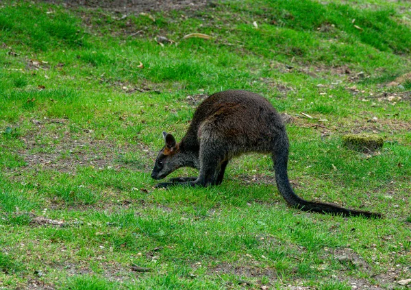 Wallabia Bicolor Animal Australia Green Field Grass Looking Camera — Stock Photo, Image