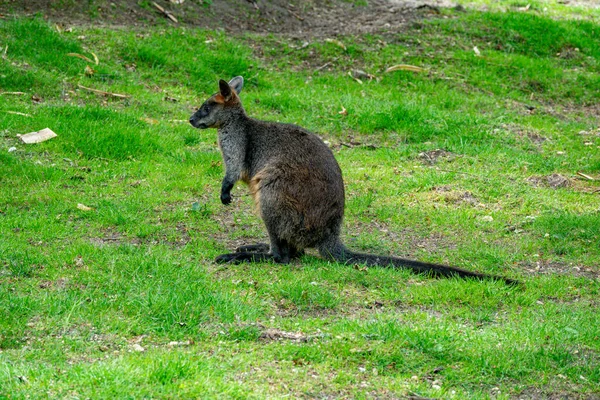 Avustralya Dan Gelen Iki Renkli Wallabia Hayvanı Yeşil Alanda Çimenler — Stok fotoğraf