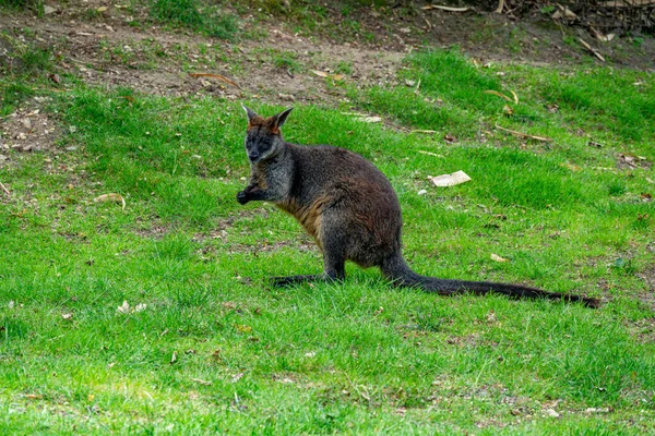 Валлабия Двуцветное Животное Австралии Зеленом Поле Травой Смотрящей Камеру — стоковое фото