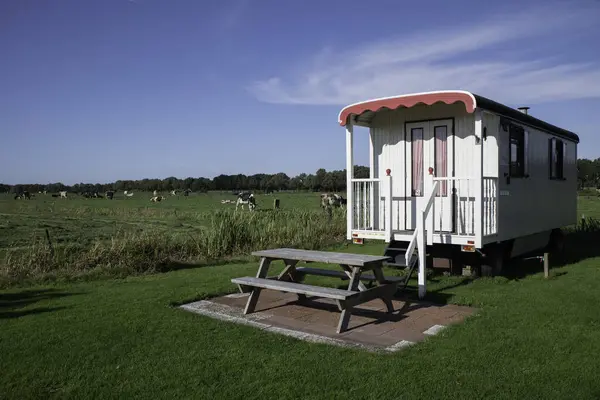 露营地上的一个漂亮的老白人露营者 后面是草坪和奶牛 前面是一张野餐桌 — 图库照片#