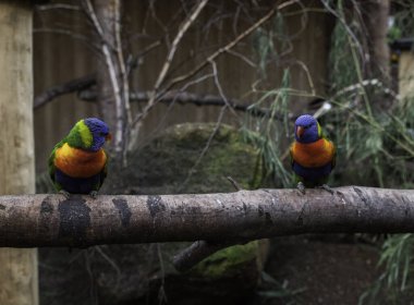 Lorrinae familyasından Trichoglossus hematodus bir dalda mavi turuncu bir papağan.