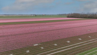 Tulips, endless colorful mixed tulips - wallpaper. Red, yellow, pink tulips blooming on field in South Holland. Endless colorful flowering tulip fields in spring in South Holland made by drone clipart