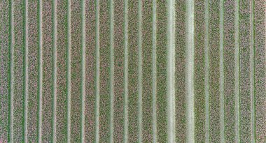Tulips, endless pink tulips wallpaper. aerial view straight from above topview, tulips blooming on field in South Holland. Endless tulip fields in spring in South Holland made by drone clipart