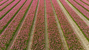 Tulips, endless pink tulips blooming on field in South Holland. Endless colorful flowering tulip fields in spring in South Holland made by drone clipart