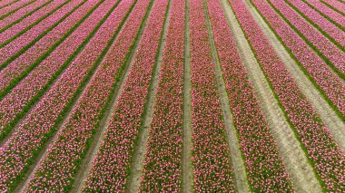 Tulips, endless pink tulips blooming on field in South Holland. Endless colorful flowering tulip fields in spring in South Holland made by drone clipart