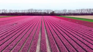 Laleler, sonsuz renkli karışık laleler videosu. Güney Hollanda 'da pembe laleler çiçek açıyor. Güney Hollanda 'da İHA' nın yaptığı uçsuz bucaksız renkli lale tarlaları