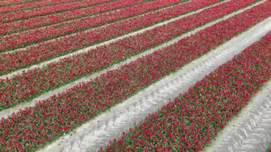 Hava manzarası laleler çemberinde uçuyor. Sonsuz renkli kırmızı laleler videosu. Güney Hollanda 'da tarlada açan laleler. Güney Hollanda 'da İHA' nın yaptığı uçsuz bucaksız renkli lale tarlaları