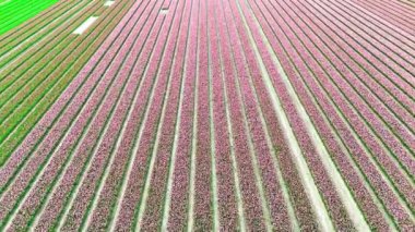 Hollanda İHA videosunda baharda pembe alanlar