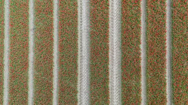Tulips, endless red tulips wallpaper. aerial view straight from above topview, tulips blooming on field in South Holland. Endless tulip fields in spring in South Holland made by drone clipart