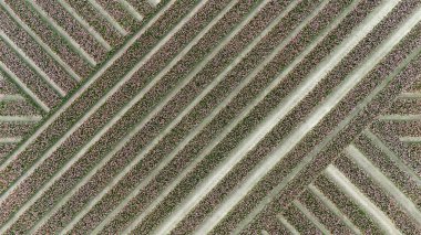 Laleler, sonsuz pembe laleler, duvar kağıtları. Yukarıdan doğrudan hava manzarası, Güney Hollanda 'da laleler çiçek açıyor. Güney Hollanda 'da sonsuz lale tarlaları insansız hava aracı tarafından yapılır.