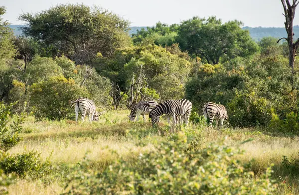 kruger Milli Parkı Güney Afrika'da zebra vahşi hayvanlarda