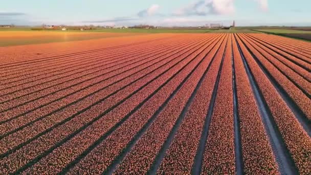 Tulpen Eindeloos Oranje Tulpen Behang Luchtzichtcirkel Vlucht Van Bovenaf Tulpen — Stockvideo