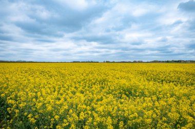 Fransa 'da bulutlu gökyüzü ile sarı kolza tohumunun arka planı
