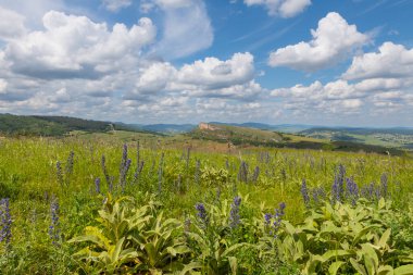 La Roche de Solutre 'un üzüm bağları ve arka planda tırmanacak dev kaya, Burgundy, Fransa' nın mor çiçekleri