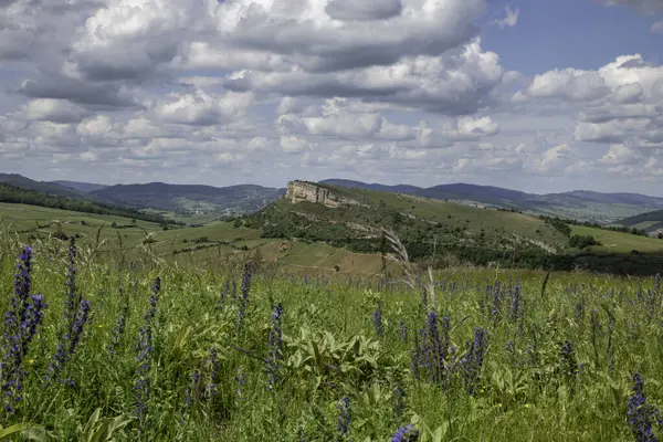 Stock image Environment of La Roche de Solutre with vineyards, and the giant rock to climb on the background, Burgundy, France with purple flowers