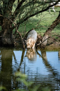 Fransa 'da saone nehrinde güzel, şişman sığır eti.