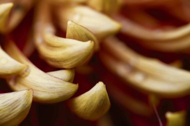 Detaylı bir makro çekim canlı sarı çiçek yapraklarının zarif sarmal desenlerini yakalıyor, karmaşık dokuları ve çiçeğin doğal güzelliğini vurguluyor.