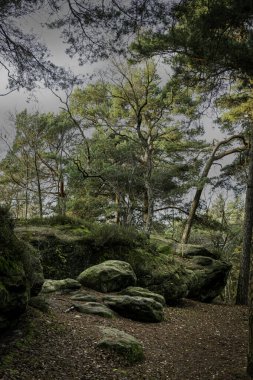 Sakin bir orman manzarası yemyeşil, yosun kaplı kayalar ve yükselen ağaçlar sergiliyor. Bu barışçıl ortam, doğa ile olan sakinlik ve bağlantıyı çağrıştırıyor. Açık hava meraklıları için mükemmel..
