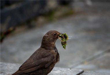 A detailed photograph depicting a blackbird with vegetation in its beak, conveying a sense of nature, wildlife, and the instinctual behavior of building nests in its natural environment clipart