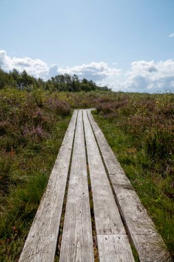 Danimarka 'da Lille Vildmose doğa parkında, parlak mavi gökyüzünün altında çiçeklerle ve yemyeşil çiçeklerle çevrili renkli bir fundalık arazide uzanan ahşap bir patika var.