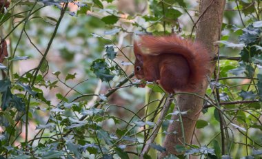 Canlı bir kırmızı sincap yeşil yapraklarla çevrili bir dala tünemiş sakin bir orman sahnesinde, doğal güzellikleri ve vahşi yaşamı gözler önüne seriyor.