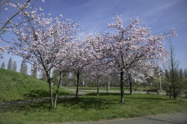 Baharın aydınlık, güneşli bir gününde, dolambaçlı patikalar boyunca çiçek açan güzel kiraz ağaçları canlı güzellikler sergiliyor ve utrecht Holland 'da huzur ve rahatlama hissi uyandırıyor.