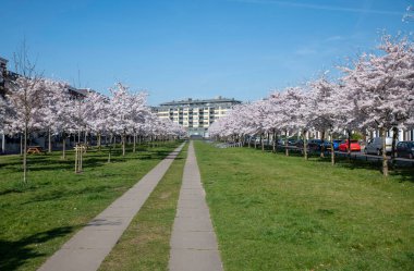 Baharın aydınlık, güneşli bir gününde, dolambaçlı patikalar boyunca çiçek açan güzel kiraz ağaçları canlı güzellikler sergiliyor ve utrecht Holland 'da huzur ve rahatlama hissi uyandırıyor.