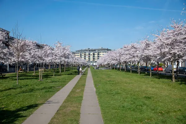 utrecht, holland, 27-03-2025: Güzel kiraz ağaçları ilkbaharda güneşli bir günde dolambaçlı patikalar boyunca çiçek açarlar,