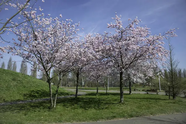 Baharın aydınlık, güneşli bir gününde, dolambaçlı patikalar boyunca çiçek açan güzel kiraz ağaçları canlı güzellikler sergiliyor ve utrecht Holland 'da huzur ve rahatlama hissi uyandırıyor.