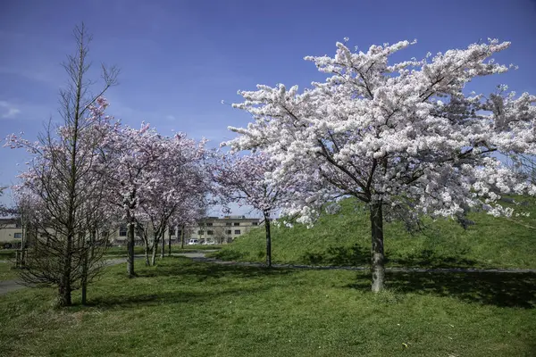 Baharın aydınlık, güneşli bir gününde, dolambaçlı patikalar boyunca çiçek açan güzel kiraz ağaçları canlı güzellikler sergiliyor ve utrecht Holland 'da huzur ve rahatlama hissi uyandırıyor.