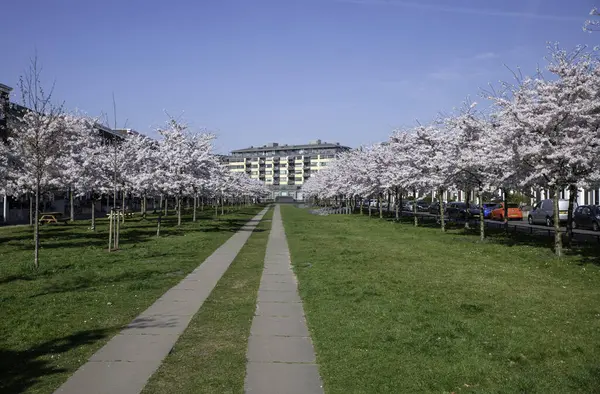 Baharın aydınlık, güneşli bir gününde, dolambaçlı patikalar boyunca çiçek açan güzel kiraz ağaçları canlı güzellikler sergiliyor ve utrecht Holland 'da huzur ve rahatlama hissi uyandırıyor.