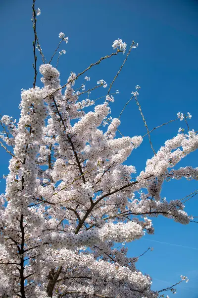 Kiraz çiçeklerinin dalları gökyüzünü pembe ve beyaz çiçeklerle doldurarak canlı mavi gökyüzü altında canlı bir bahar manzarası yaratıyor. Yenilenme, güzellik ve zarafet duyguları uyandırıyor..