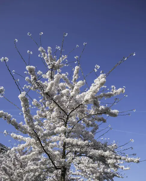 Kiraz çiçeklerinin dalları gökyüzünü pembe ve beyaz çiçeklerle doldurarak canlı mavi gökyüzü altında canlı bir bahar manzarası yaratıyor. Yenilenme, güzellik ve zarafet duyguları uyandırıyor..