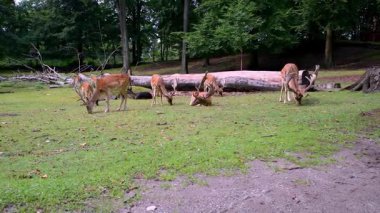 Bir geyik sürüsü, sakin bir ormandaki yemyeşil otlarla besleniyor. Etrafı ağaçlar ve kütüklerle çevrili. Vejle Danimarka 'da huzurlu bir yaban hayatı sergiliyorlar.