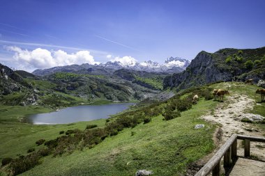 Muhteşem karlı tepeler, canlı yeşil tepeler ve dingin bir yolda otlayan ineklerin yer aldığı güzel dağ manzarası, Picos 'taki Enol Gölü' nde Avrupa sakinliği ve doğayla bir bağ hissi uyandırıyor.