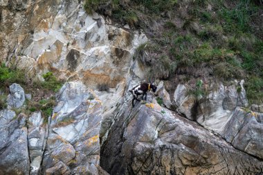 Vahşi bir dağ keçisi, yeşil ve engebeli kayaların arasında sivri bir uçuruma tırmanıyor. Atlas Okyanusu kıyısındaki ıssız bir arazide çevikliğini ve doğanın vahşi güzelliğini sergiliyor.