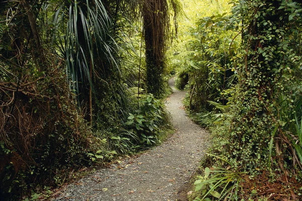 Coastal Rainforest Paparoa National Park South Island New Zealand — Stock Photo, Image