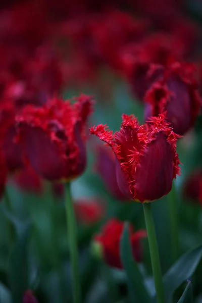 Tulip Farm Skagit Valley Washington Usa — Stockfoto