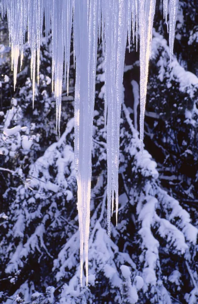 Istappar Och Snöiga Träd Österrike — Stockfoto